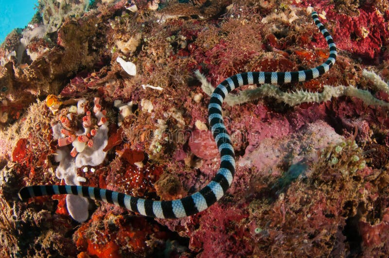 Aquatic sea snake (Laticauda colubrina) is swimming above the various and colorful corals. its called Sea kraits.