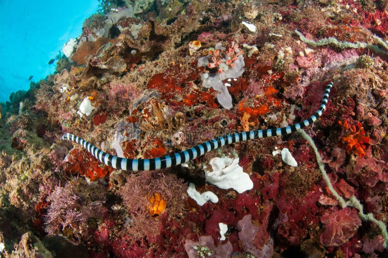 Aquatic sea snake (Laticauda colubrina) is swimming above the various and colorful corals. its called Sea kraits.