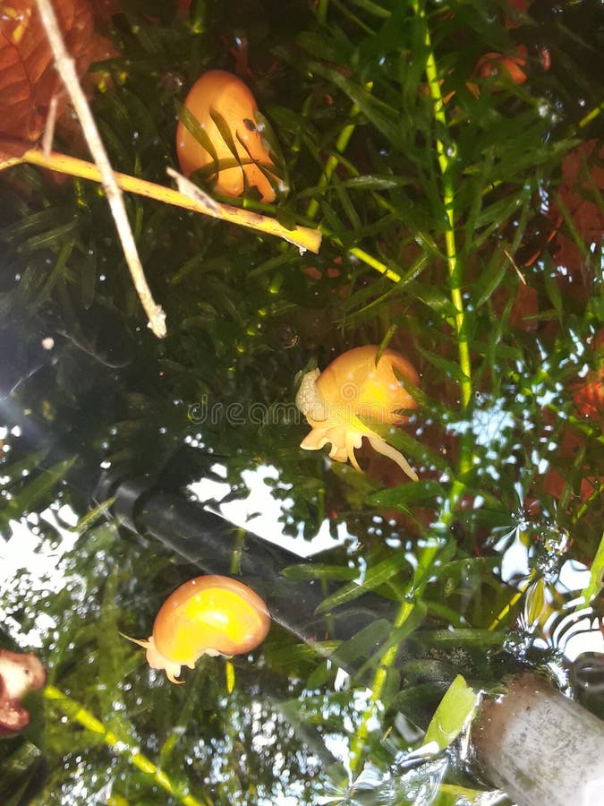 Aquatic snails and plants stock photo. Image of organisms 215701134