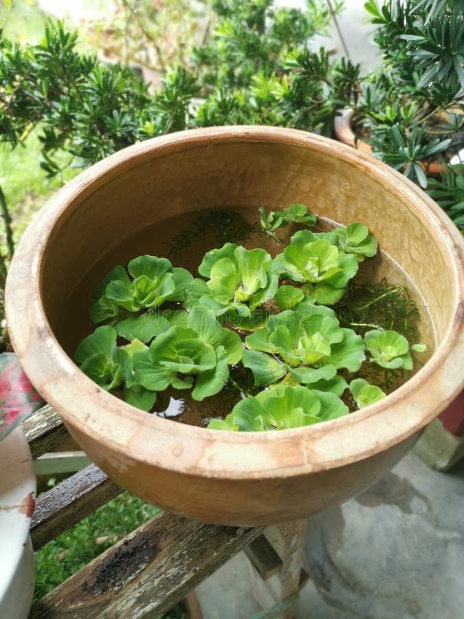 Aquatic Water Lettuce Plant Floating on Ceramic Pot. Stock Photo
