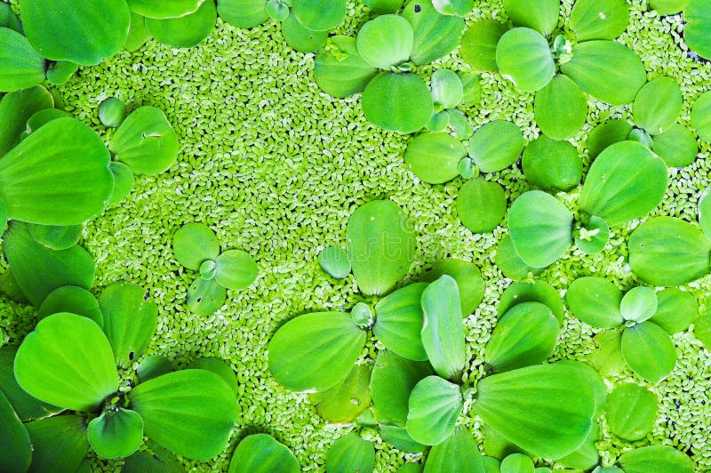 820 Aquatic Weeds Photos - Free & Royalty-Free Stock Photos from Dreamstime