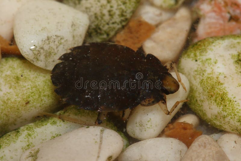 The aquatic and wingless true bug (Aphelocheirus aestivalis) in a natural underwater habitat