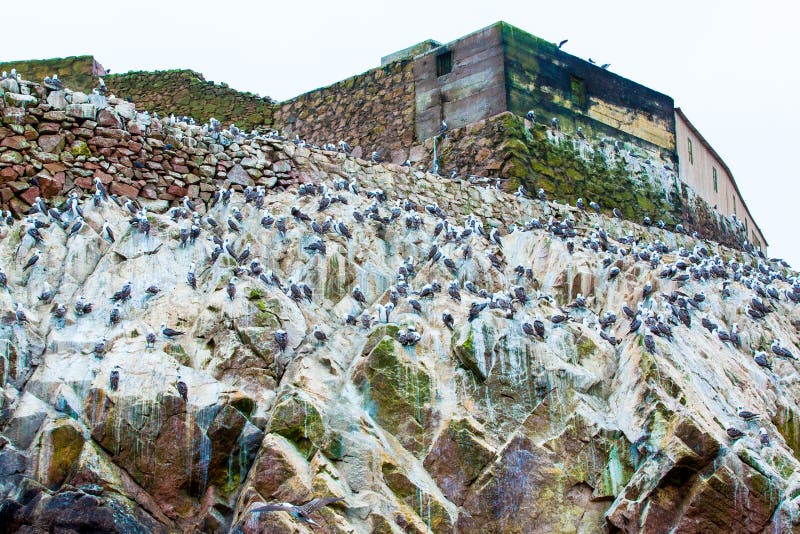 Aquatische zeevogels in Peru, Zuid-Amerika, kust bij de Nationale Reserve van Paracas, de Peruviaanse Galapagos. Ballestaseilanden royalty-vrije stock afbeelding Aquatische zeevogels in Peru, Zuid-Amerika, kust bij de Nationale Reserve van Paracas, de Peruviaanse Galapagos. Ballestaseilanden royalty-vrije stock afbeelding