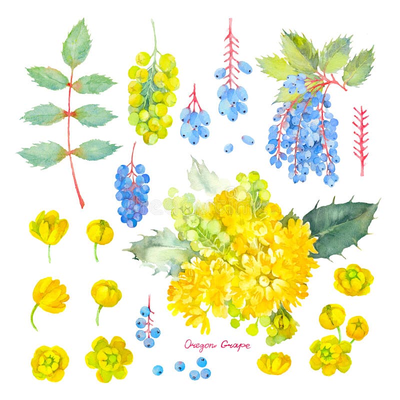 Aquifolium del Mahonia Sistema botánico de las flores amarillas y de las hojas de la uva de Oregon Ilustraci?n de la acuarela fotografía de archivo libre de regalías Aquifolium del Mahonia Sistema botánico de las flores amarillas y de las hojas de la uva de Oregon Ilustraci?n de la acuarela fotografía de archivo libre de regalías