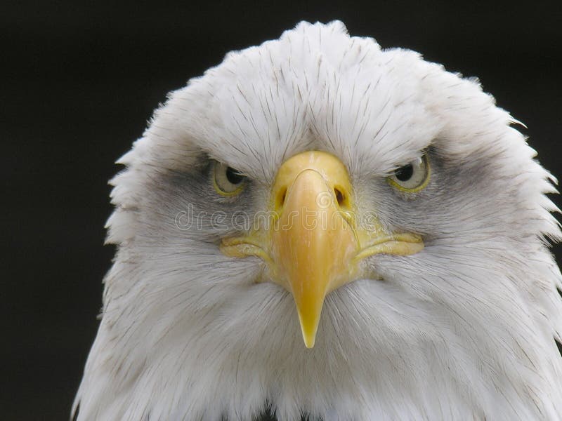 Aquila calva immagini stock libere da diritti Aquila calva immagini stock libere da diritti