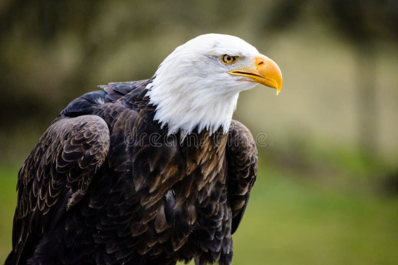 Aquila calva fotografie stock libere da diritti Aquila calva fotografie stock libere da diritti