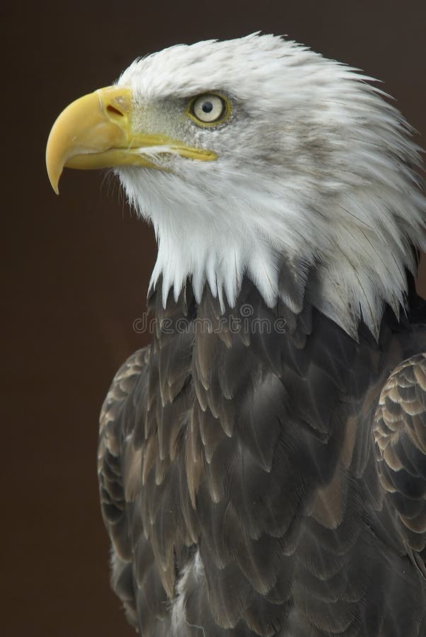 Aquila calva americana