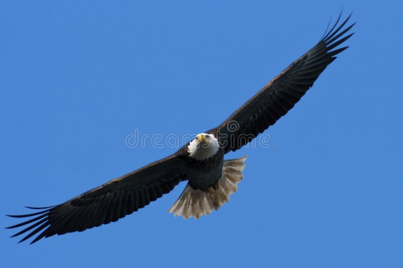 Aquila calva durante il volo fotografia stock libera da diritti Aquila calva durante il volo fotografia stock libera da diritti