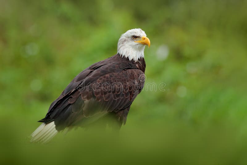 Aquila calva, Haliaeetus leucocephalus, ritratto di un uccello marrone di preda con testa bianca e banconota gialla, simbolo dell immagini stock libere da diritti