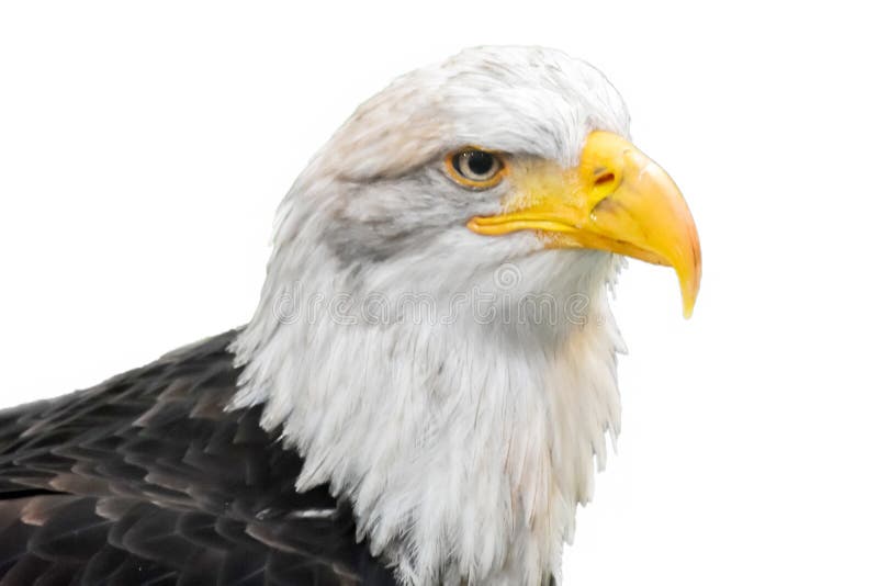 Aquila calva isolata sui precedenti bianchi fotografia stock libera da diritti Aquila calva isolata sui precedenti bianchi fotografia stock libera da diritti