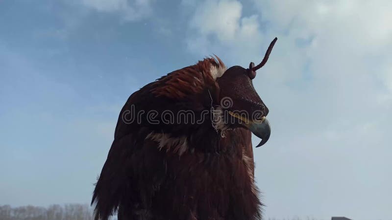 Aquila con un cappello sugli occhi d'inverno prima di cacciare
