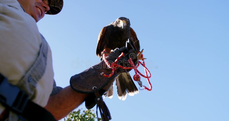 Aquila d'alimentazione del falco dell'uomo sulla sua mano