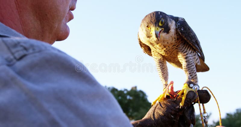 Aquila d'alimentazione del falco dell'uomo sulla sua mano