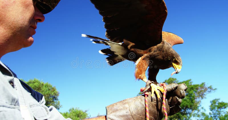 Aquila d'alimentazione del falco dell'uomo sulla sua mano