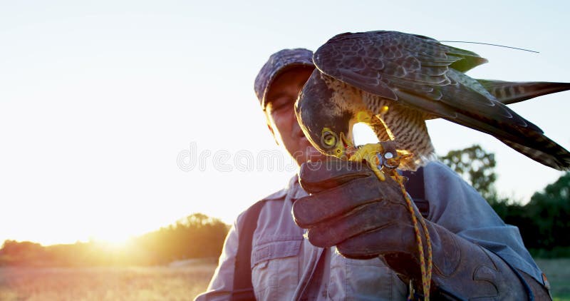 Aquila d'alimentazione del falco dell'uomo sulla sua mano