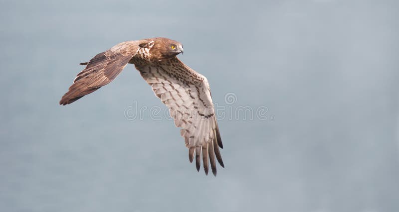Aquila del serpente fotografia stock Aquila del serpente fotografia stock