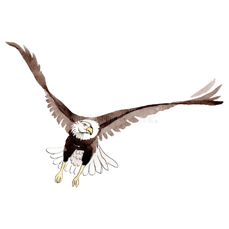Aquila dell'uccello del cielo in una fauna selvatica da stile dell'acquerello isolata Fondo, struttura, modello, struttura royalty illustrazione gratis Aquila dell'uccello del cielo in una fauna selvatica da stile dell'acquerello isolata Fondo, struttura, modello, struttura royalty illustrazione gratis