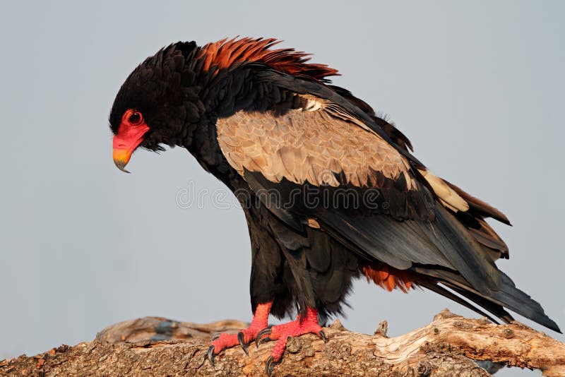 Aquila di Bateleur fotografia stock libera da diritti Aquila di Bateleur fotografia stock libera da diritti