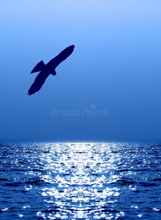 Aquila di volo sopra luce solare di riflessione dell'acqua immagini stock Aquila di volo sopra luce solare di riflessione dell'acqua immagini stock