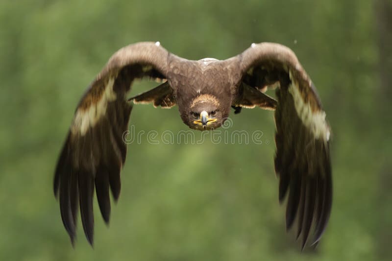 Aquila dorata (chrysaetos di Aquila) fotografia stock Aquila dorata (chrysaetos di Aquila) fotografia stock