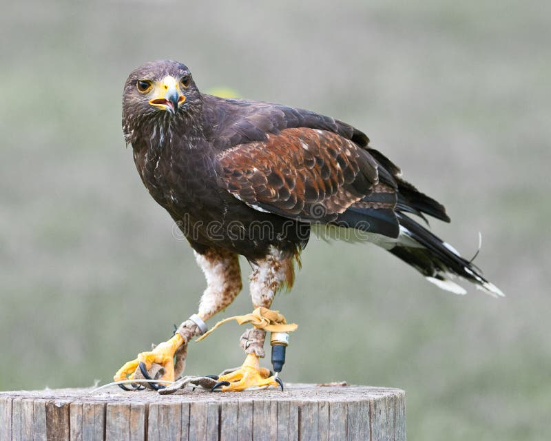 Aquila dorata (lat. Chrysaetos di Aquila) immagine stock libera da diritti Aquila dorata (lat. Chrysaetos di Aquila) immagine stock libera da diritti