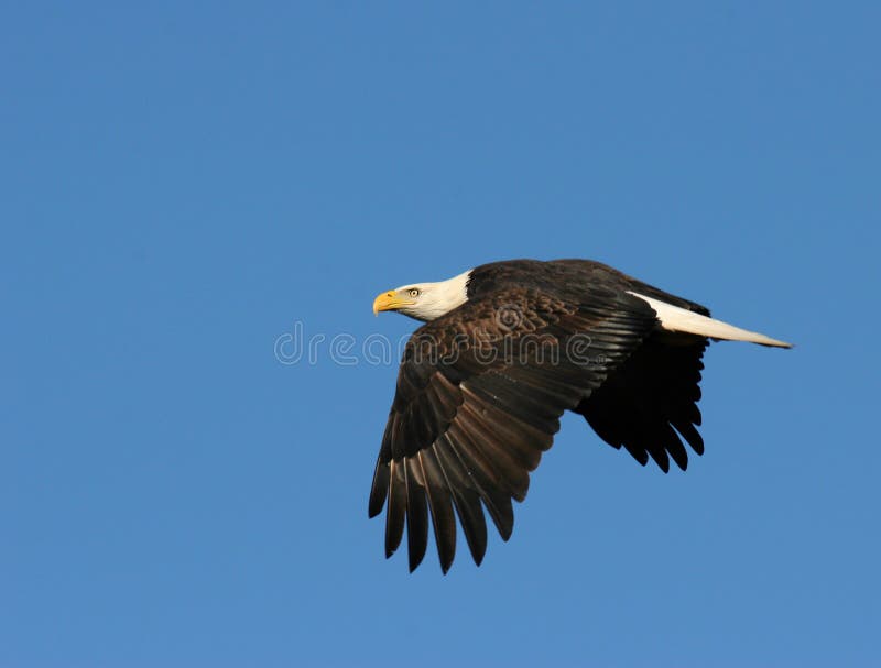 Aquila durante il volo Aquila durante il volo