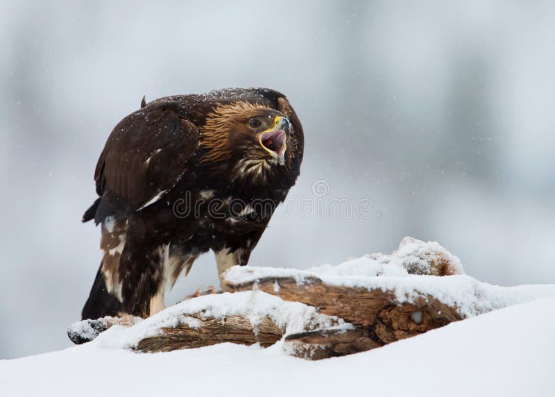 Aquila för guld- örn chrysaetos, i en snöstorm arkivbilder Aquila för guld- örn chrysaetos, i en snöstorm arkivbilder