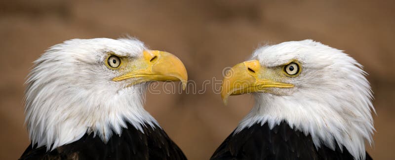 Aquile calve americane fotografia stock libera da diritti Aquile calve americane fotografia stock libera da diritti