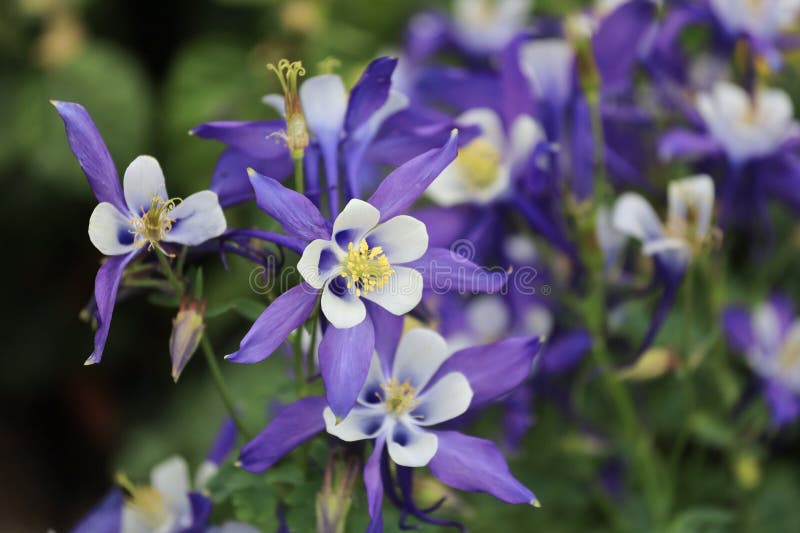 the Aquilegia flabellata, common name fan columbine or dwarf columbine