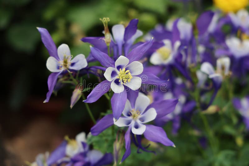 the Aquilegia flabellata, common name fan columbine or dwarf columbine