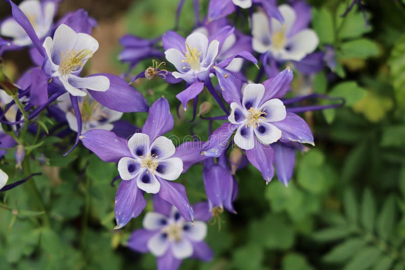 Aquilegia flabellata, common name fan columbine or dwarf columbine. The Aquilegia flabellata, common name fan columbine or dwarf columbine