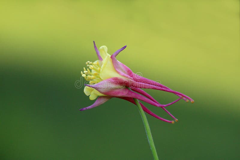 Aquilegia skinneri Tequila sunrise or Columbine fully blooming bright red to copper-red orange with golden yellow center flower on