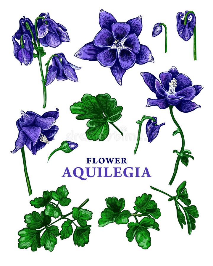 Aquilegia Vulgaris Stock Illustrations – 25 Aquilegia Vulgaris Stock ...