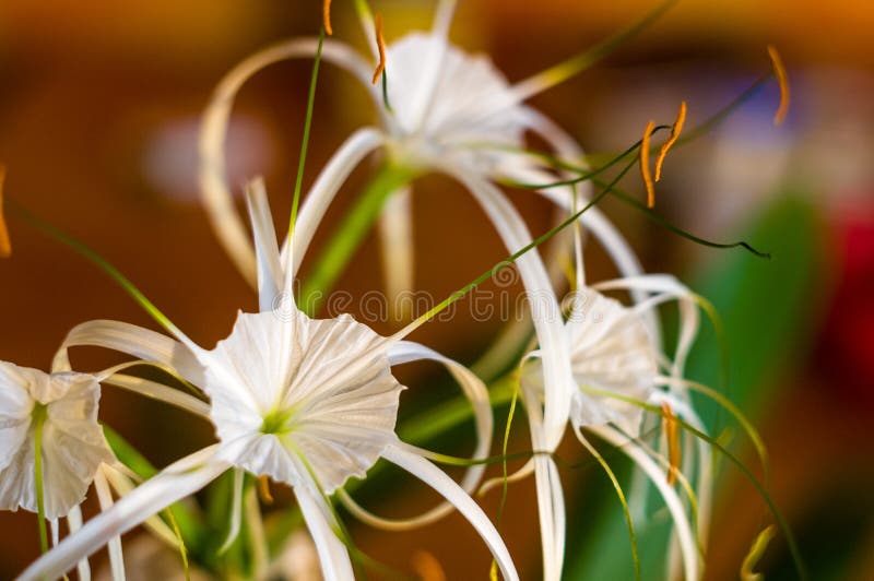 Araña-lirio Del Caribe, Flor Blanca Del Estilo único En Fondo Multicolor  Imagen de archivo - Imagen de planta, hermoso: 132946413