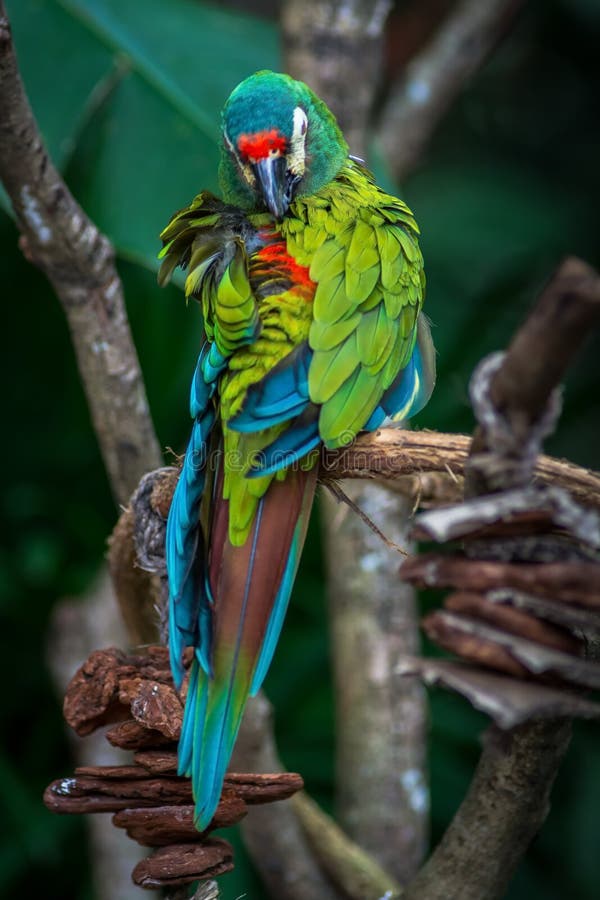 Ara D Illiger Blue Winged Macaw Bire On A Branch In Parque Das Aves Foz Do Iguacu Parana State Brazil Stock Image Image Of Brazil Brasil 167938067