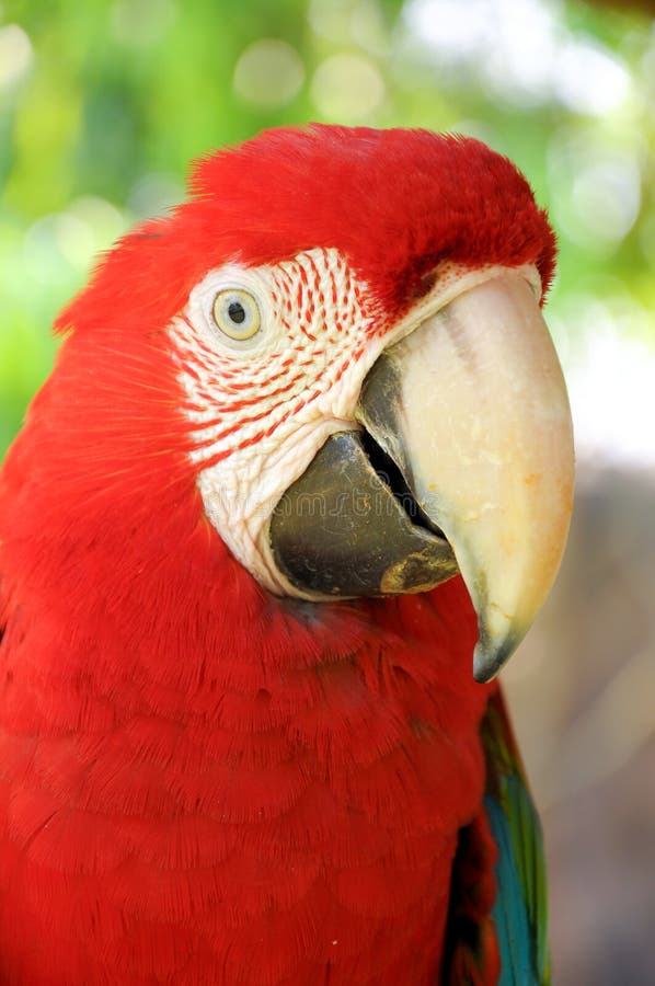 Ara viridipenne. Une fin vers le haut de visage viridipenne d'ara