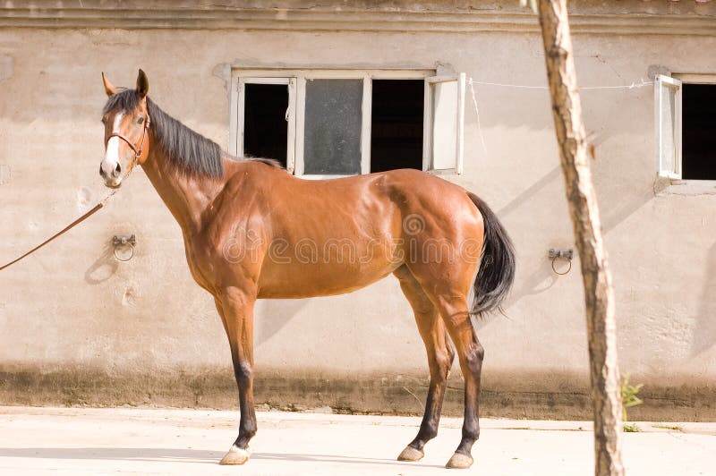 Arab horse