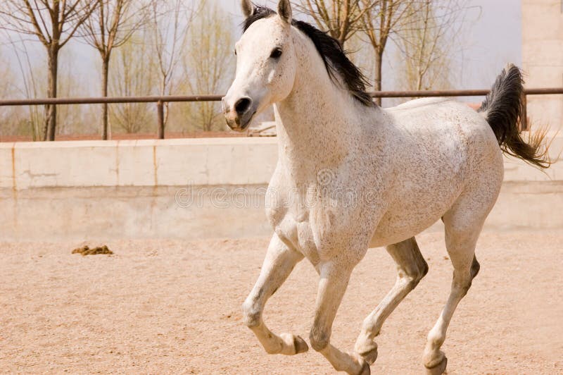 Arab horse