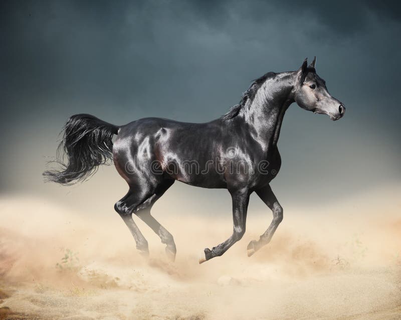 Arab horse running in desert stock photos Arab horse running in desert stock photos