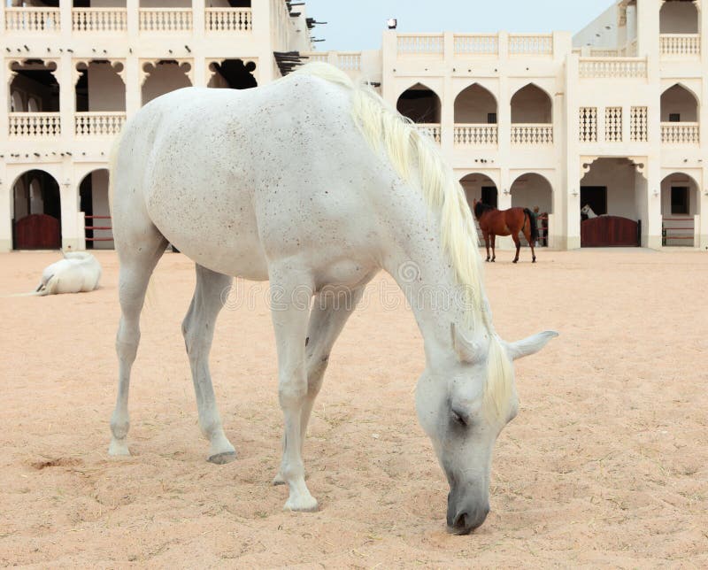 Arab horses in Doha, Qatar stock photo. Image of pure 19304120