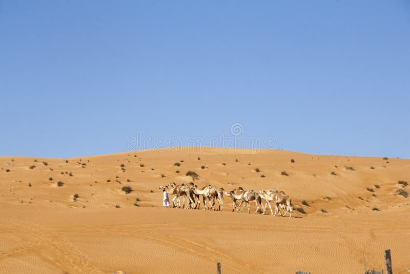 Arab man walking with camels in Wahiba Desert, Oman