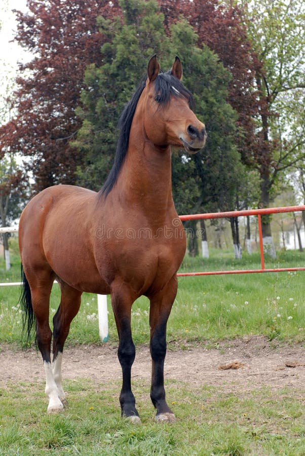 Arab thoroughbred horse