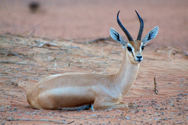 Arabian Gazelle Royalty Free Stock Images Image 26678949