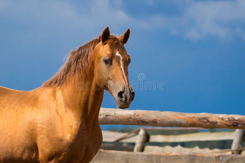 Arabian Gold Horse Portrait on Black Background, Colored Art Stock Image Image of equestrian