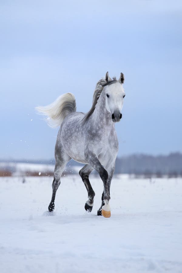 Arabian gray horse runs on snow field.