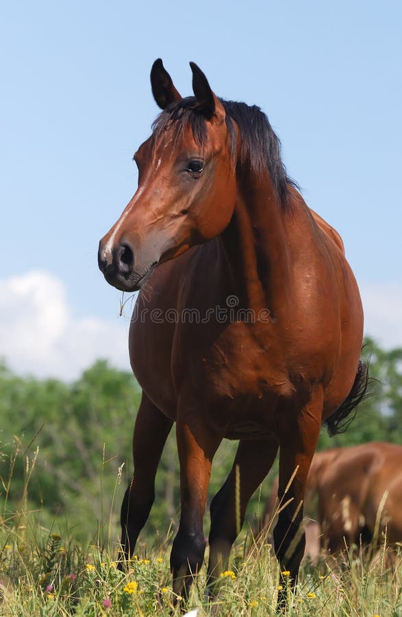 Concerned Horse Stock Photo by ©ca2hill 8963370