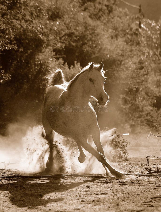 Arabian horse royalty free stock images