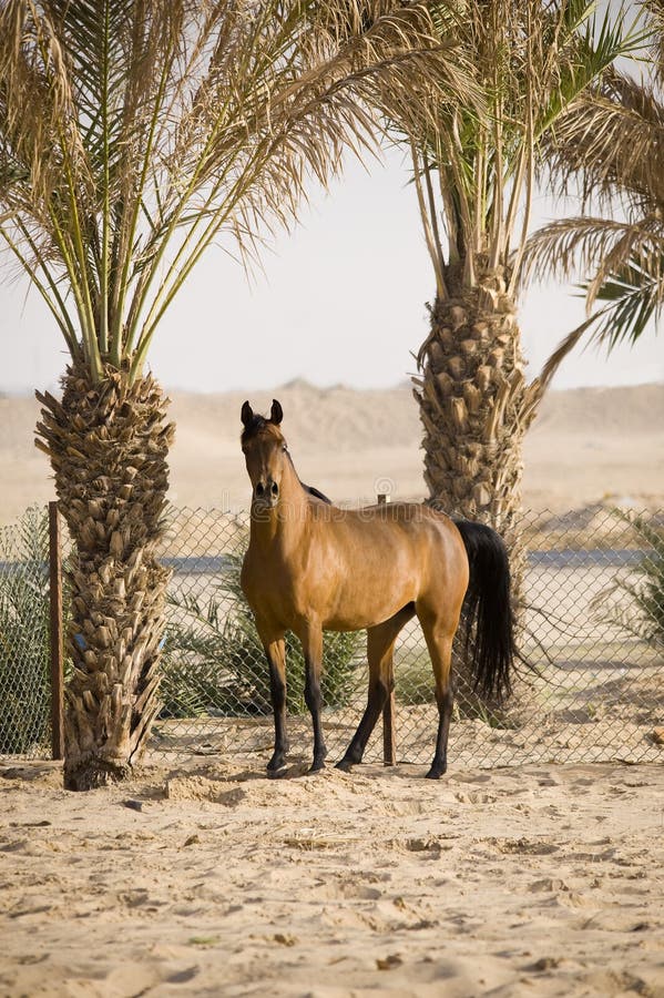 Arabian Horse