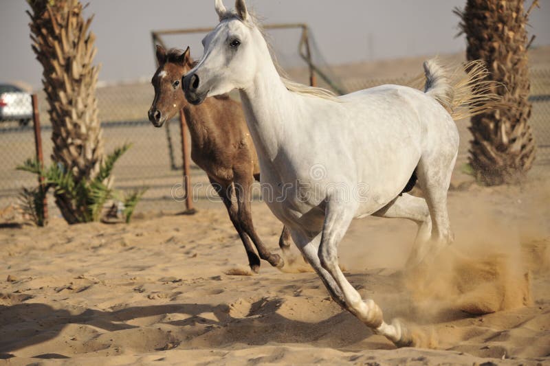 Arabian horse