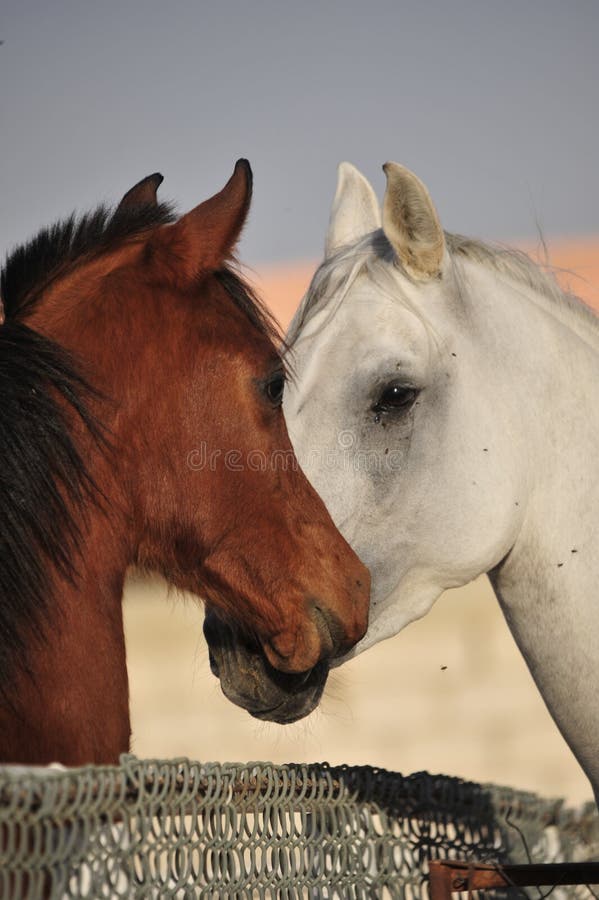 Arabian horse